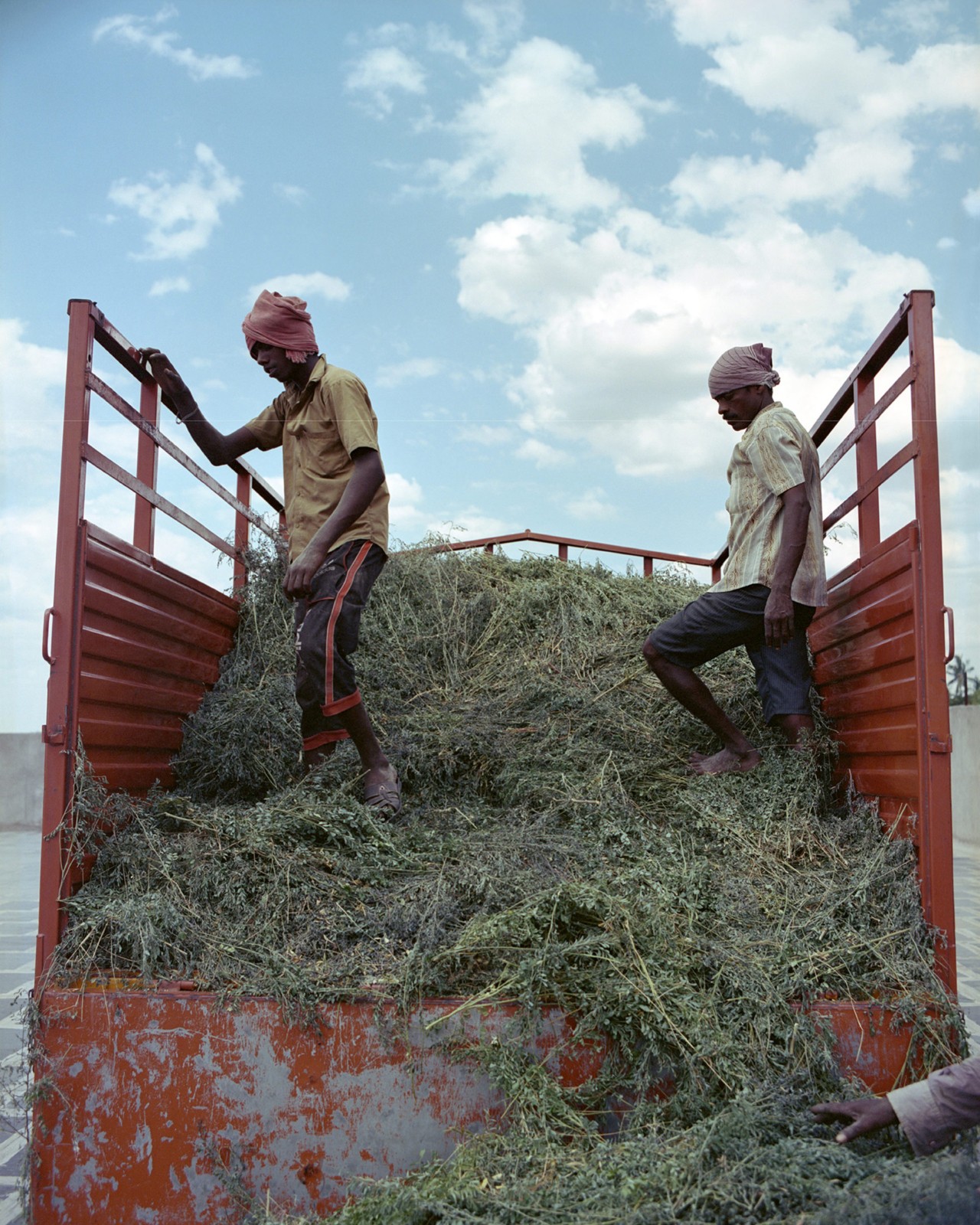 A truck carries indigo in India by Ashish Shaw