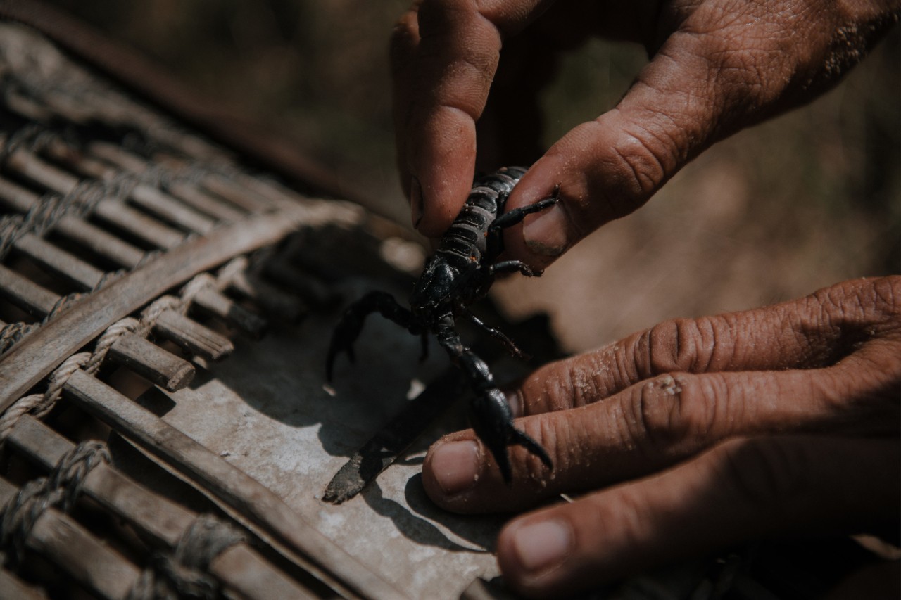 Chem Wai snips the stinger of a scorpion in Siem Reap Cambodia by Rishabh Malik
