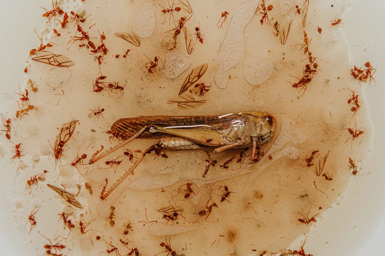 A cricket in gelatin at Bug Cafe in Siem Reap Cambodia by Rishabh Malik
