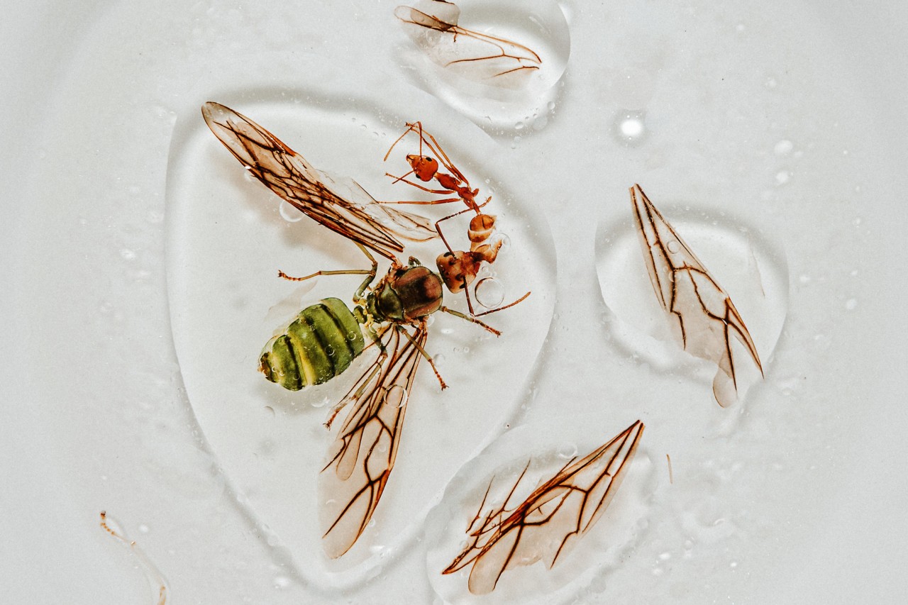 Insects in gelatin at Bug Cafe in Siem Reap Cambodia by Rishabh Malik