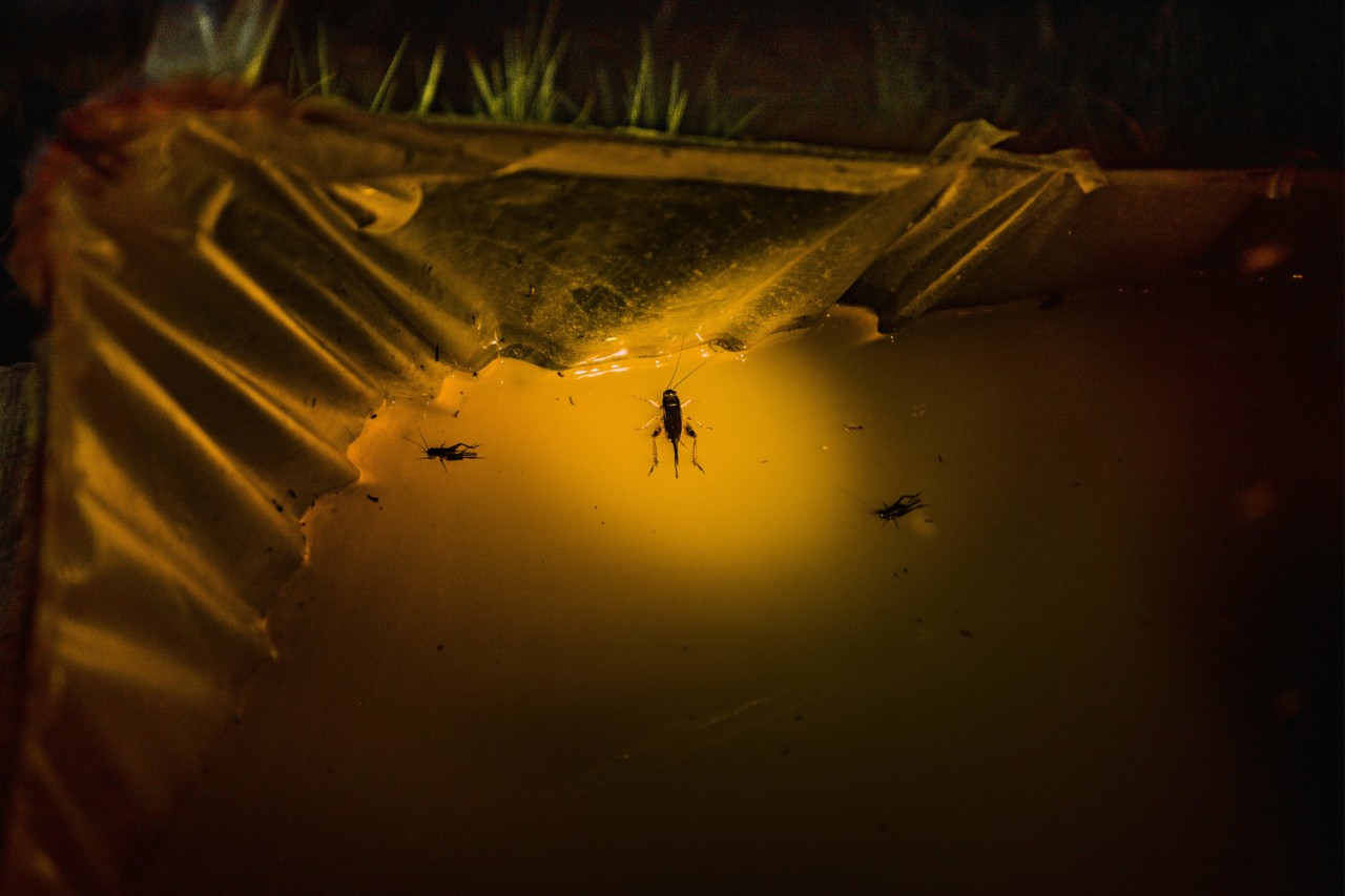 A cricket is trapped in water in a clear plastic container in Kampong Thong Camodia by Rishabh Malik
