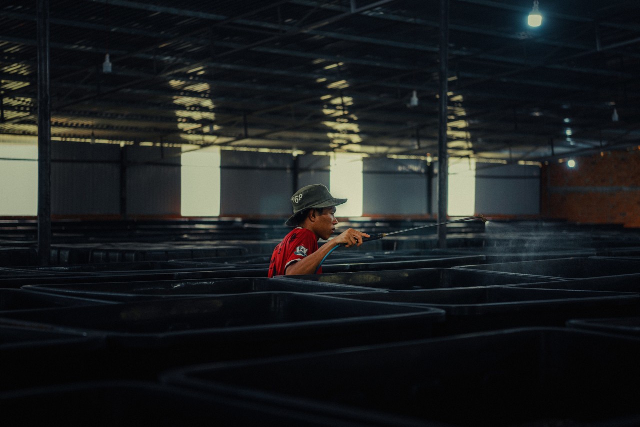 A man sprays containers of crickets with water at Cricket One farm in Vietnam by Rishabh Malik