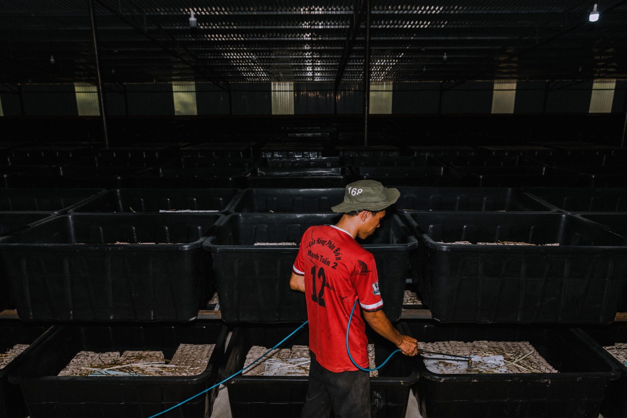 A man sprays containers of crickets with water at Cricket One farm in Vietnam by Rishabh Malik