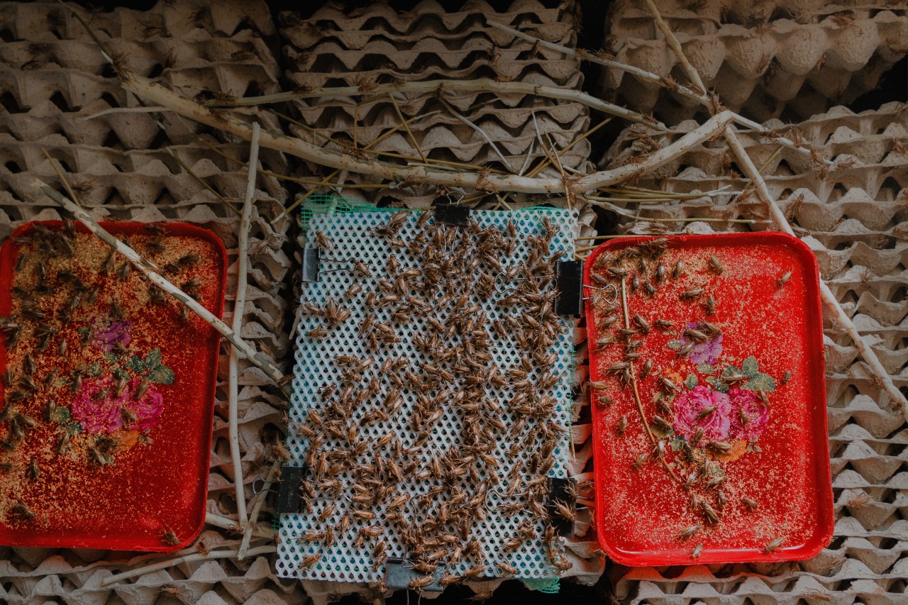 Crickets farmed on a mesh sheet at Cricket One farm in Vietnam by Rishabh Malik