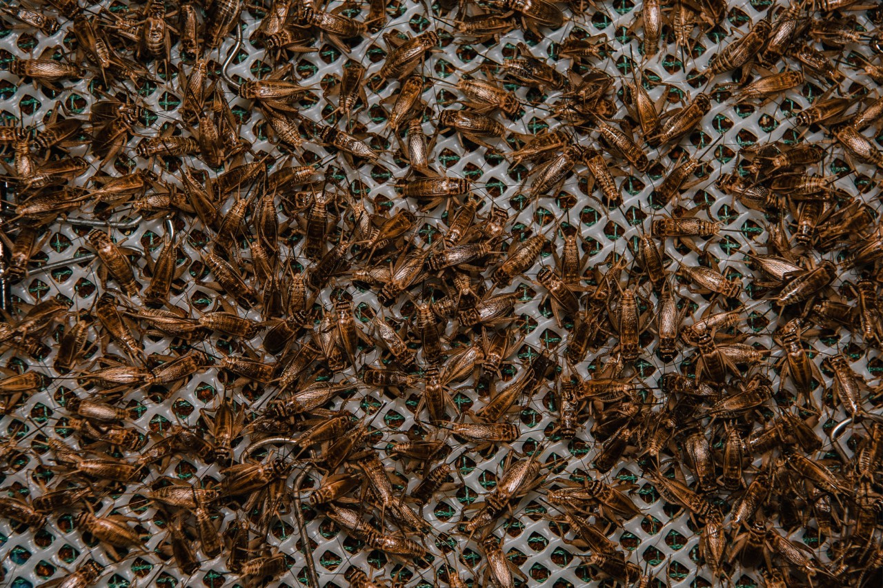 Crickets farmed on a mesh sheet at Cricket One farm in Vietnam by Rishabh Malik
