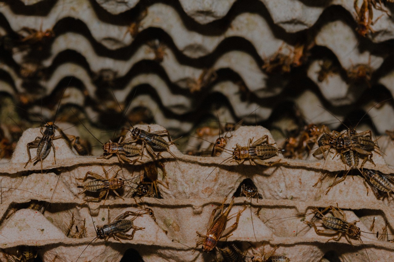 Crickets farmed on a mesh sheet at Cricket One farm in Vietnam by Rishabh Malik