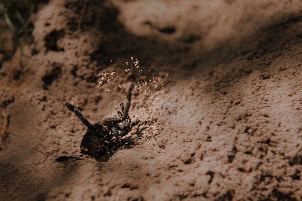 A tarantula in the soil outside of Siem Reap Cambodia by Rishabh Malik