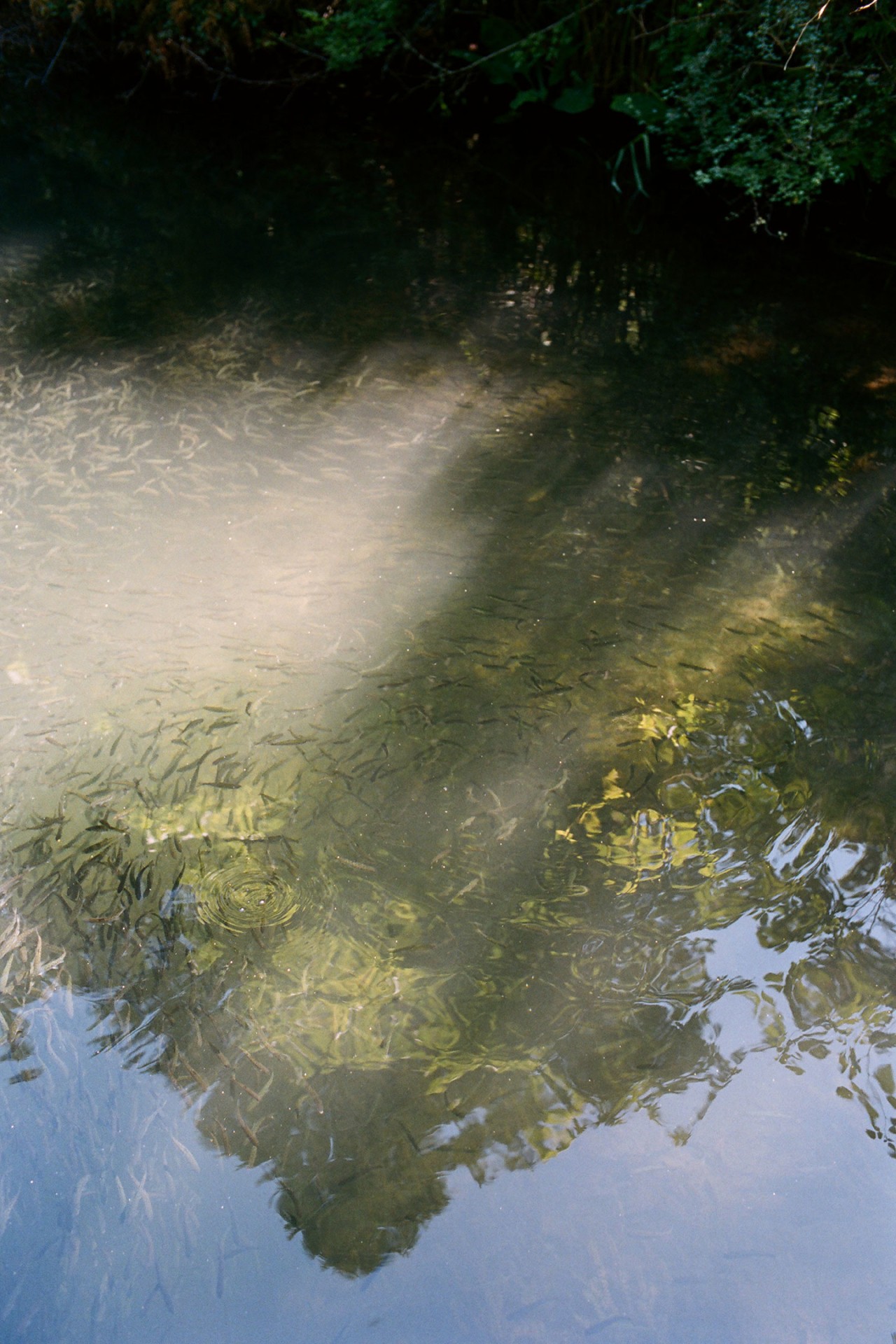 Fish in the Salish Sea by Max Farago
