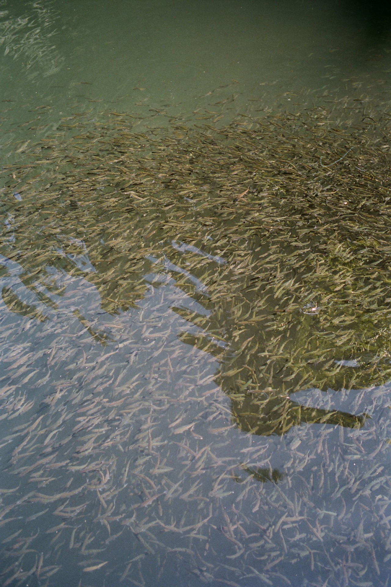 Fish in the Salish Sea by Max Farago