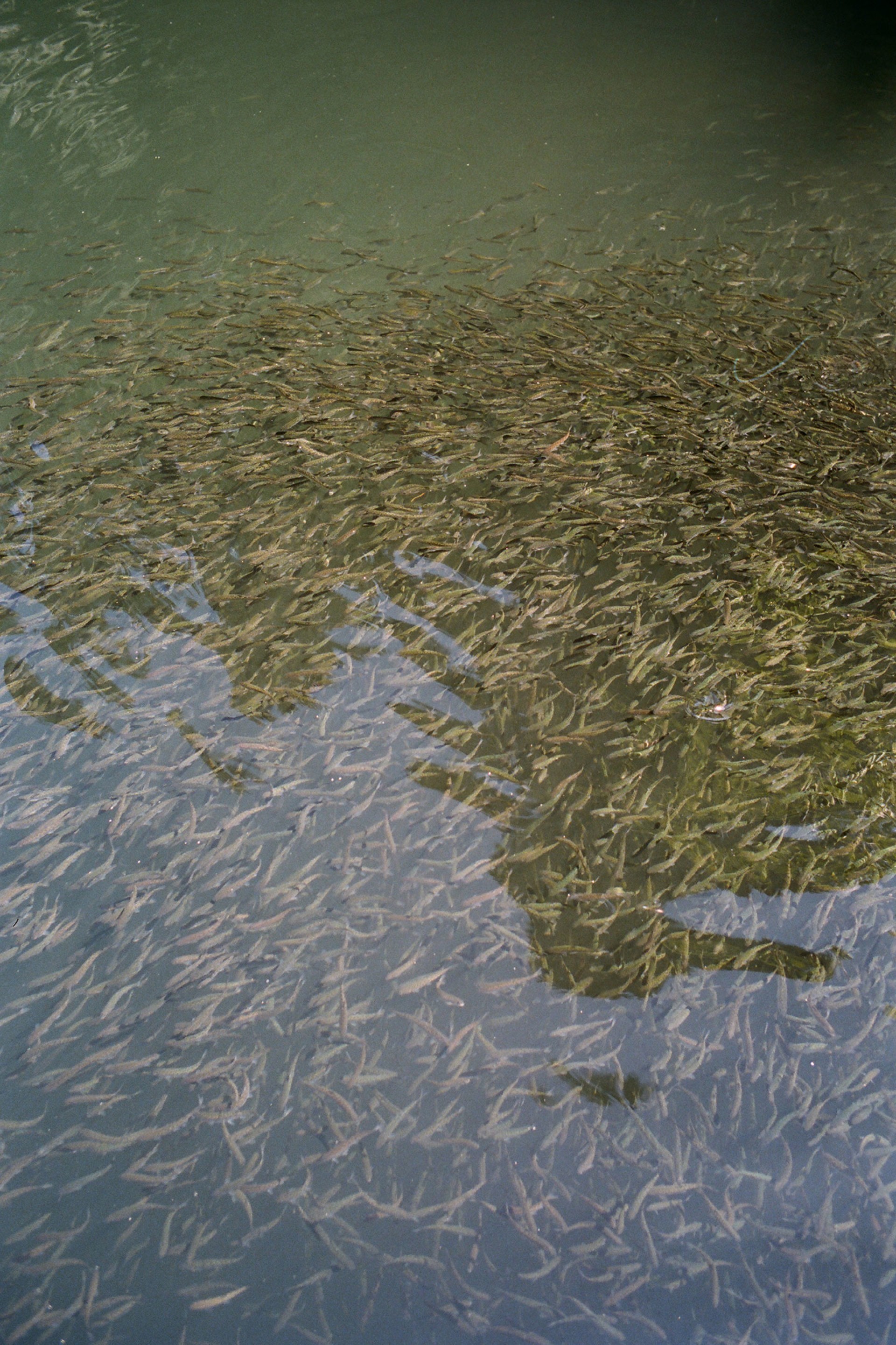 lolita and the salish sea atmos
