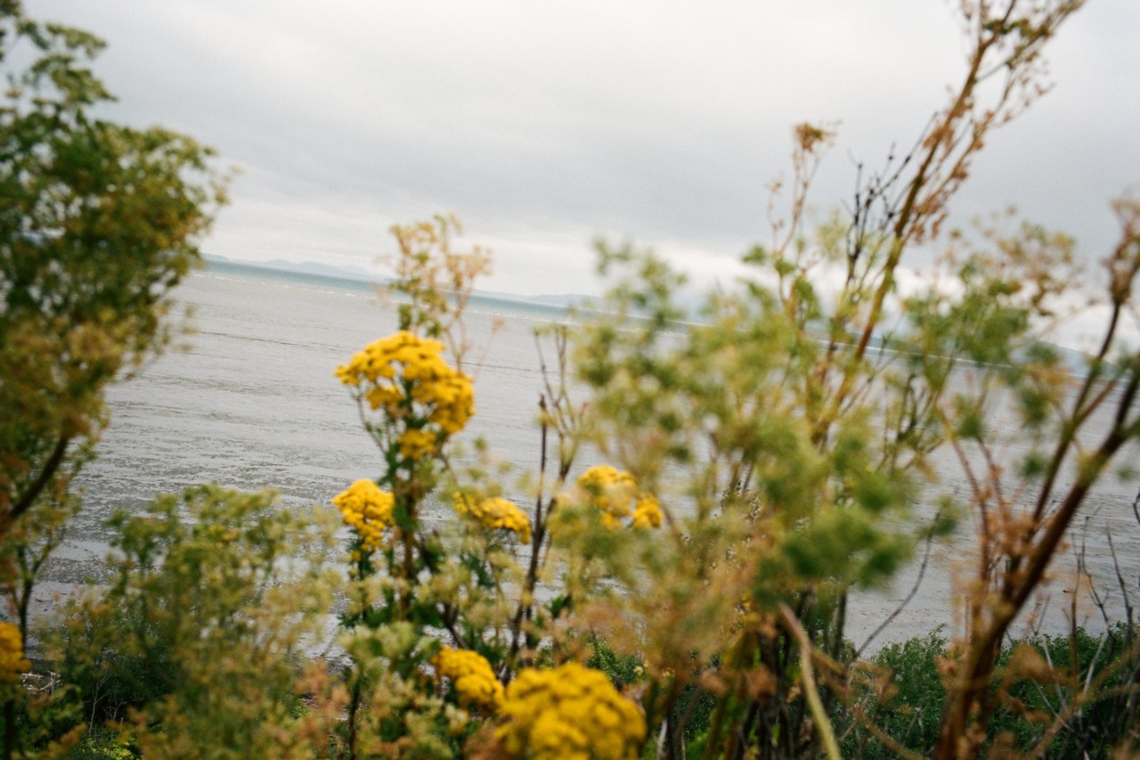 Salish Sea flowers by Max Farago