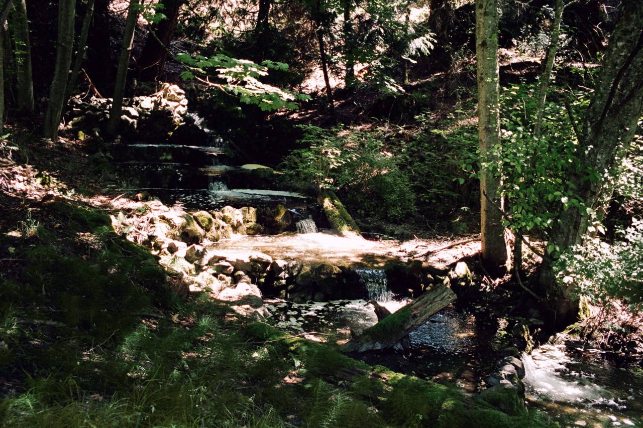 Creek near Salish Sea by Max Farago