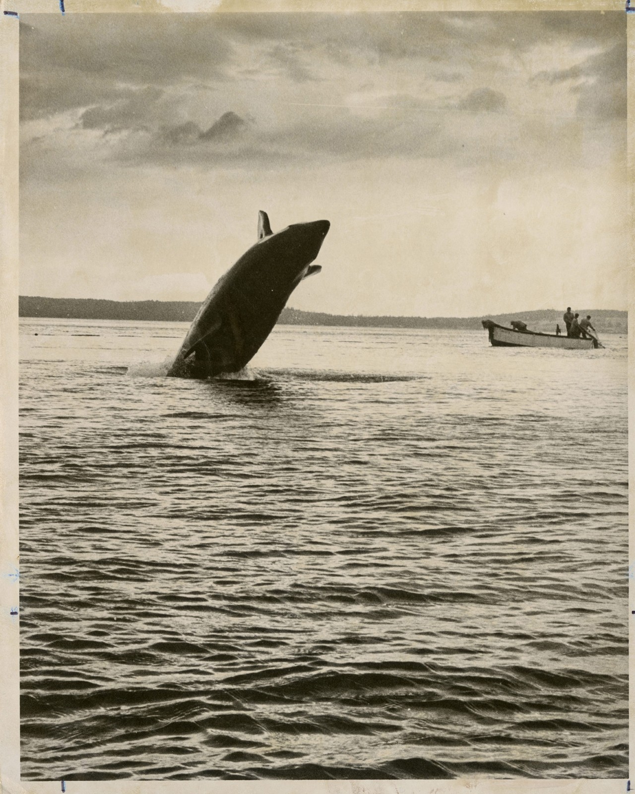 Orca breaching in Salish Sea