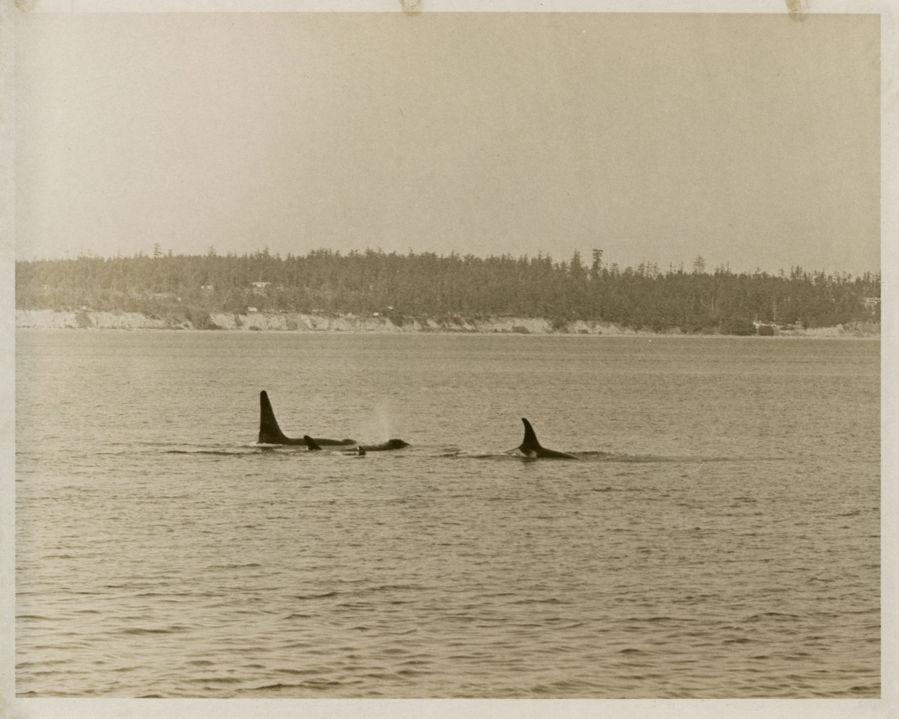 Pod of orcas in Salish Sea