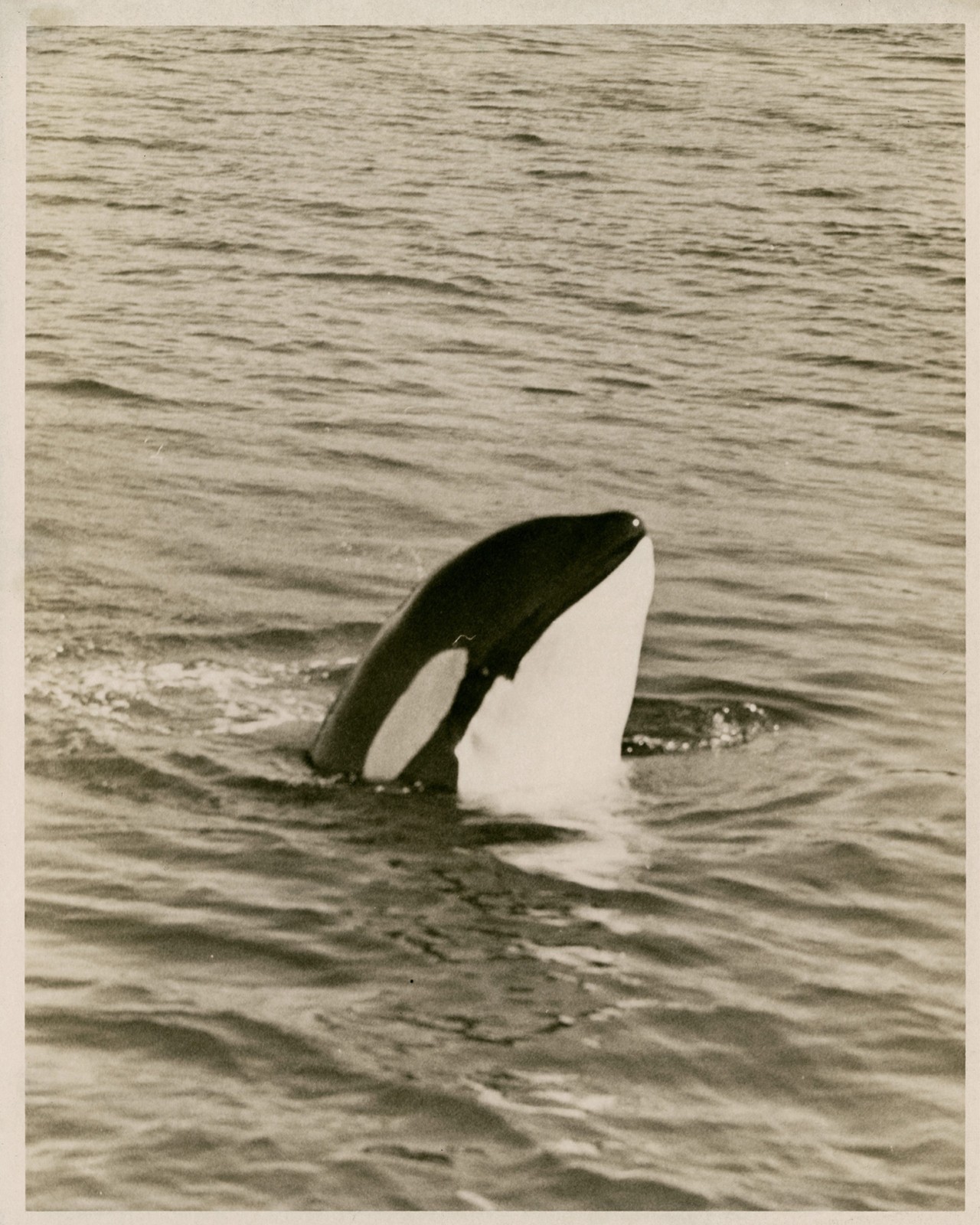 Orca spyhopping in Salish Sea