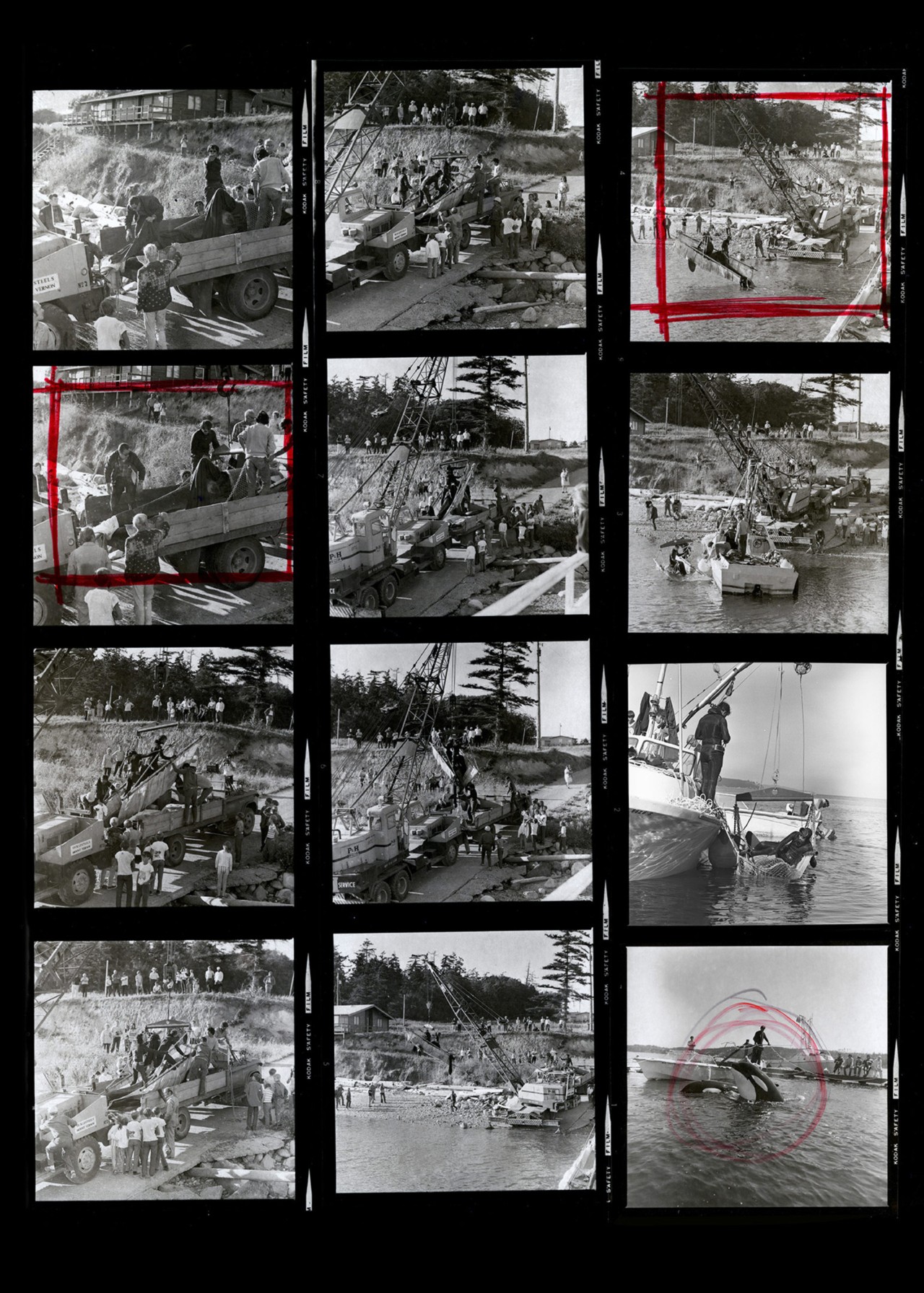 Contact sheet of photos of orca capture in Salish Sea