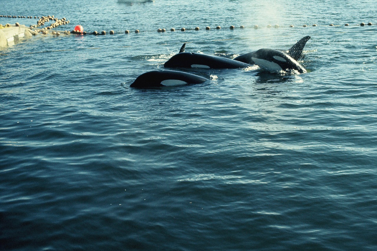 Orca pod in net in Salish Sea by Terrell Newby