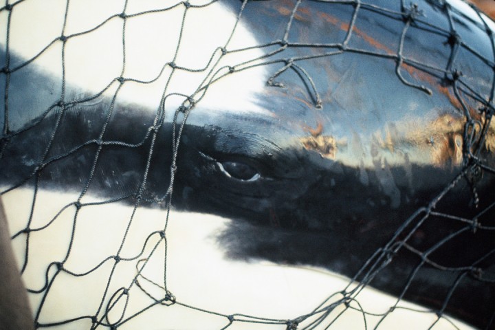 Eye of an orca captured in net in Salish Sea by Terrell Newby