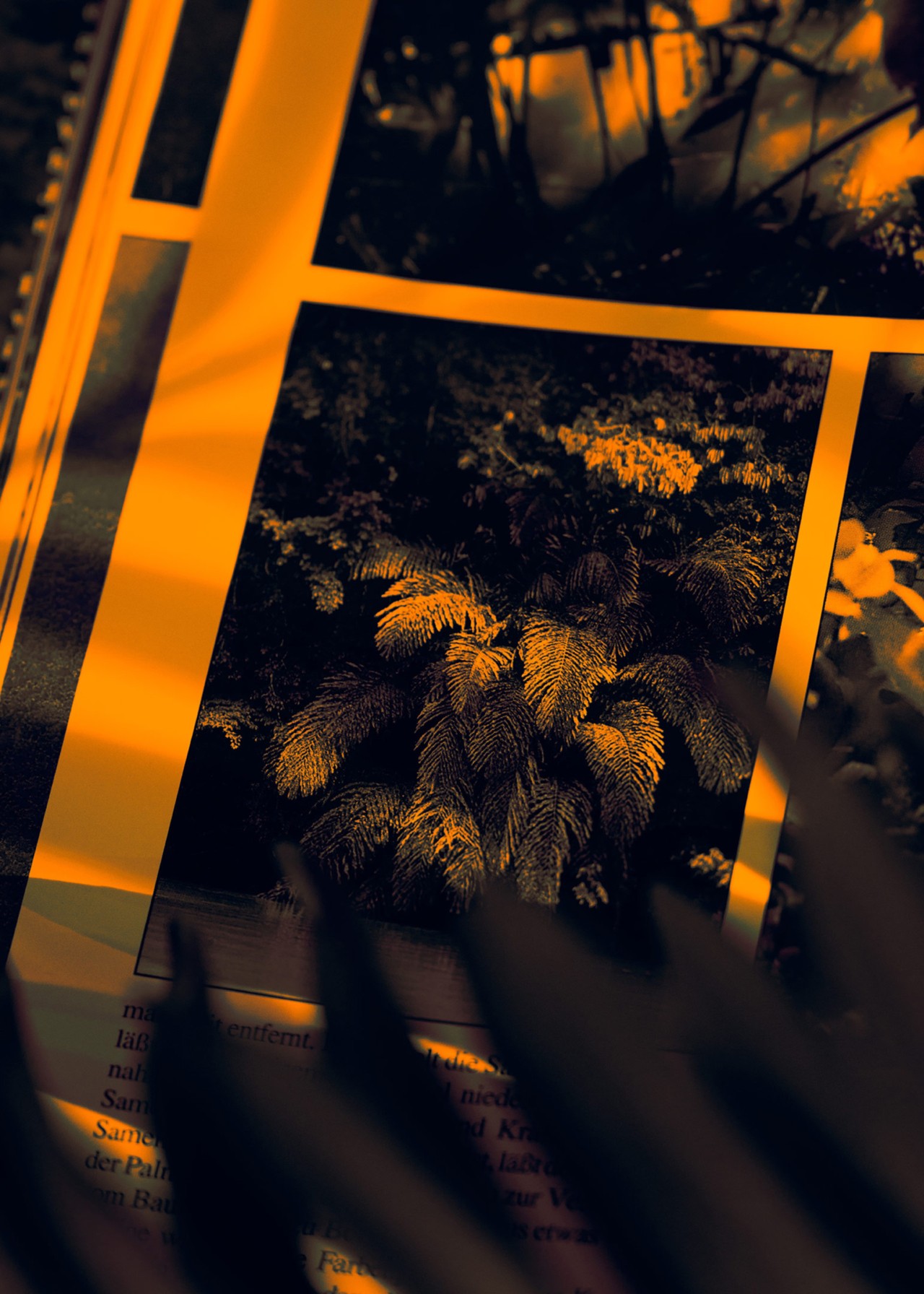 Forest with orange color tint representing palm oil deforestation by Thomas Albdorf
