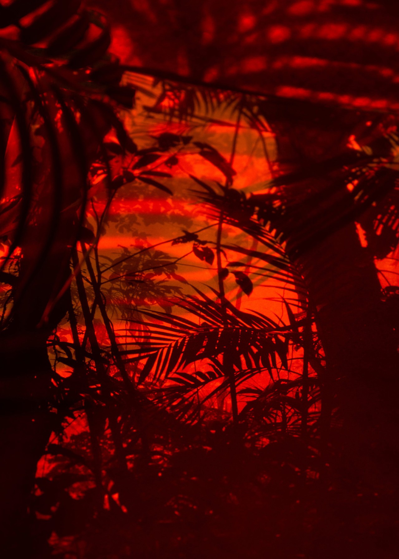 Forest with red color tint representing palm oil deforestation by Thomas Albdorf