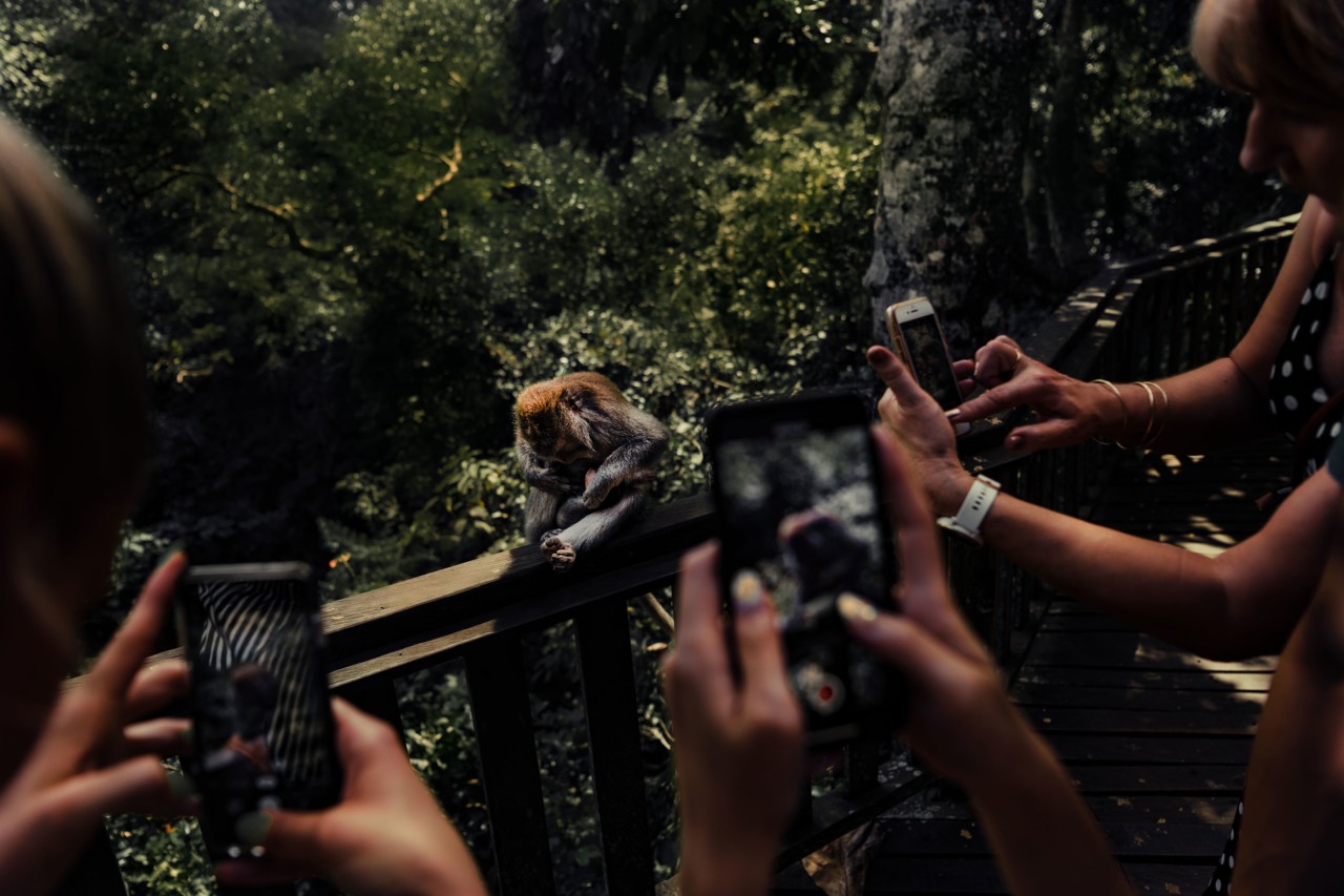 Tourists taking photos at Monkey Forest in Ubud Bali Indonesia by Rishabh Malik