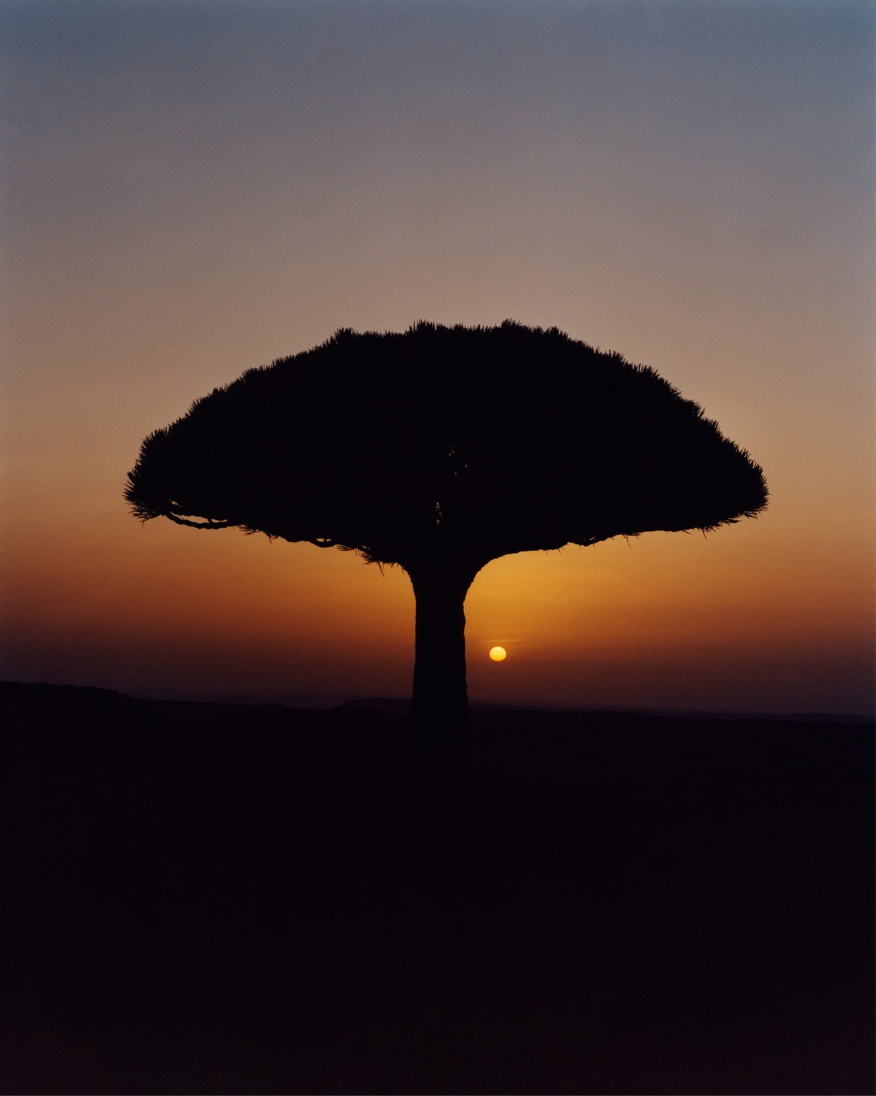 A dragon tree at sunset in Socotra Yemen by Jamie Hawkesworth