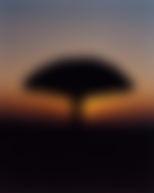 A dragon tree at sunset in Socotra Yemen by Jamie Hawkesworth