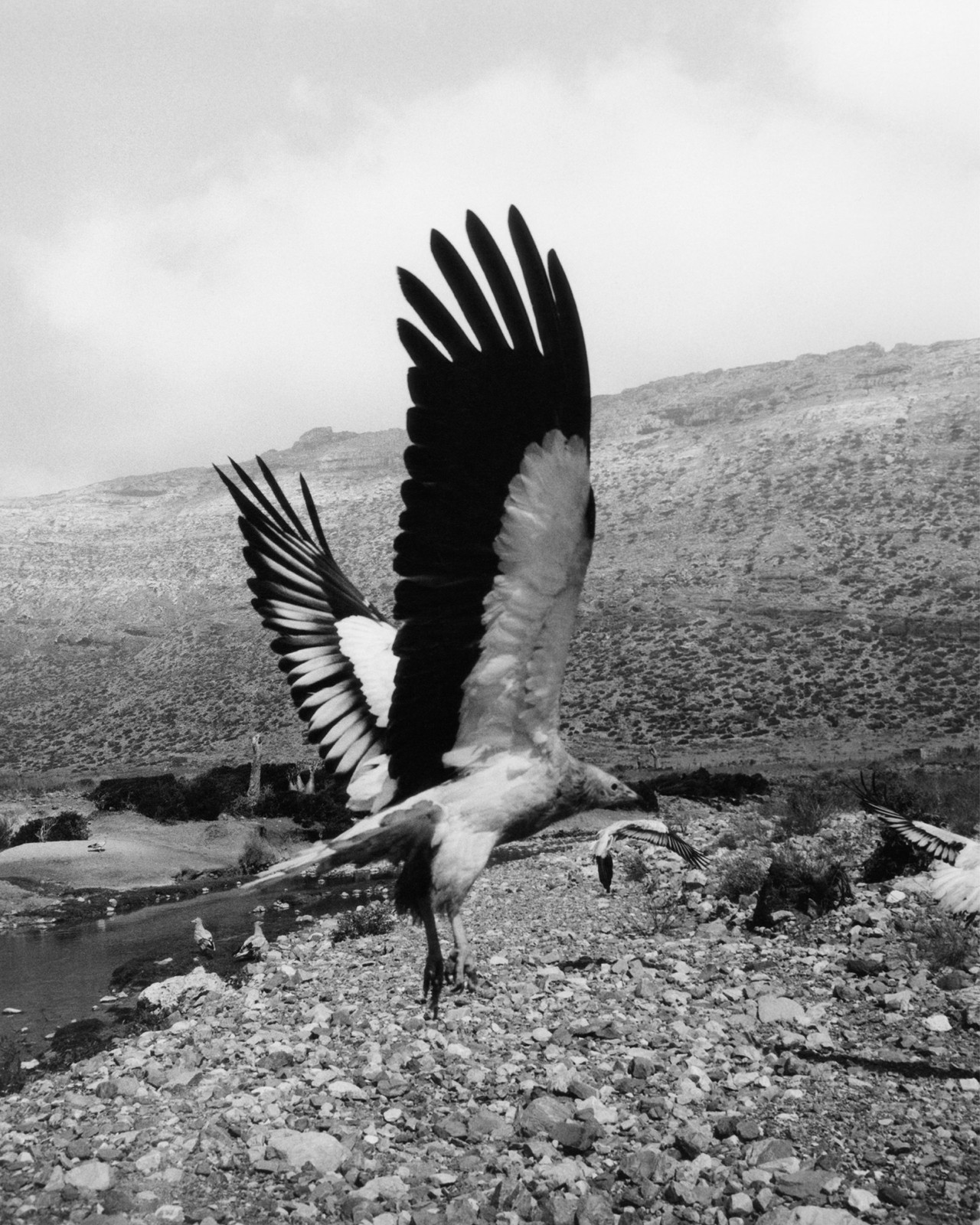 An Egyptian Vulture with wings spread in Socotra Yemen by Jamie Hawkesworth