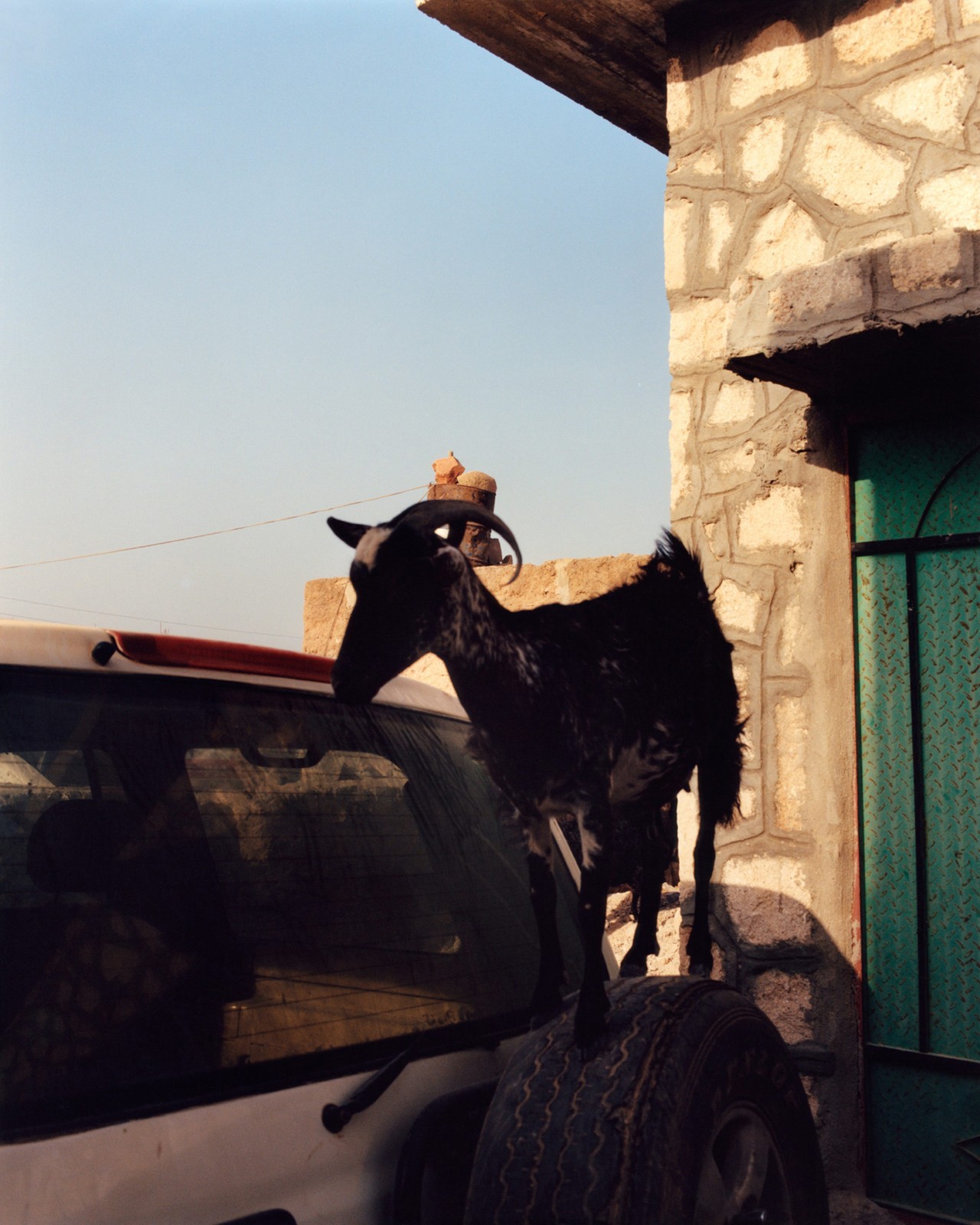 A goat stands on a car in Socotra Yemen by Jamie Hawkesworth