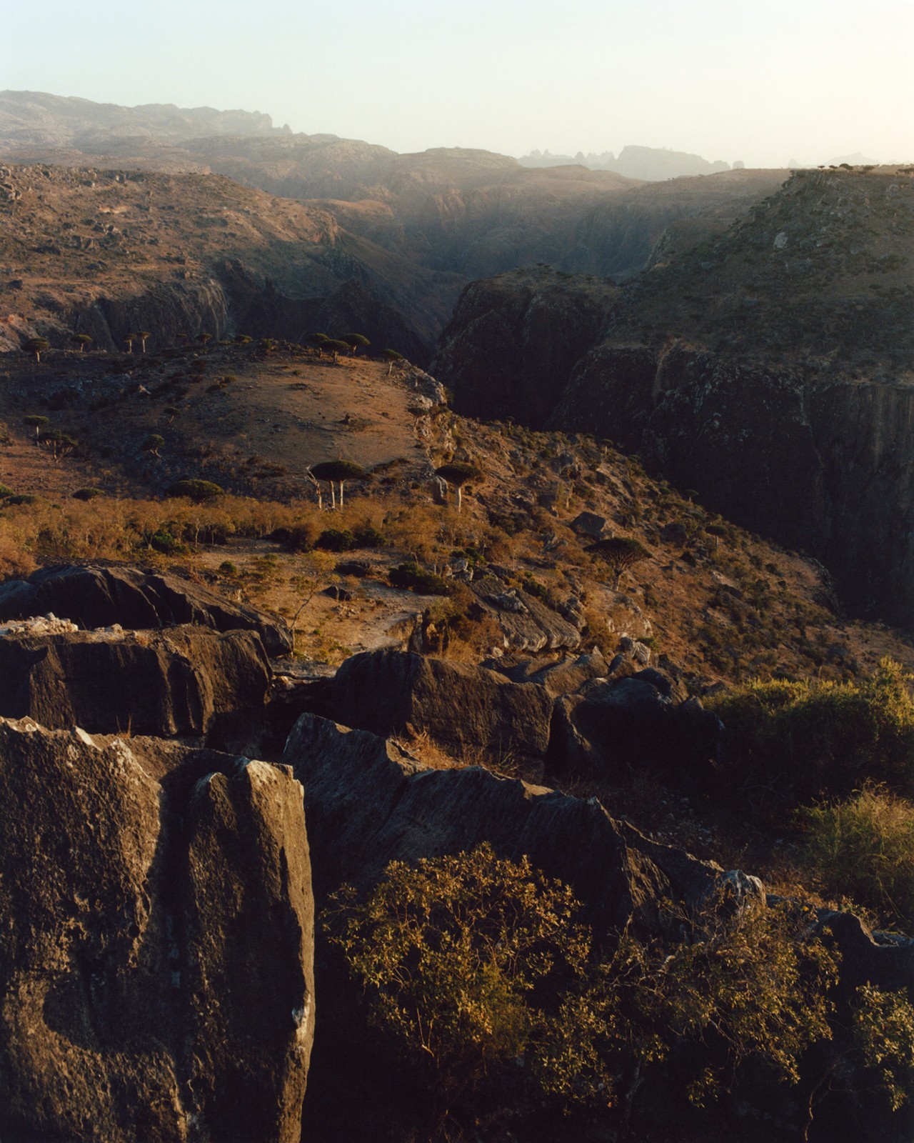 Dragon blood trees in Socotra Yemen by Jamie Hawkesworth