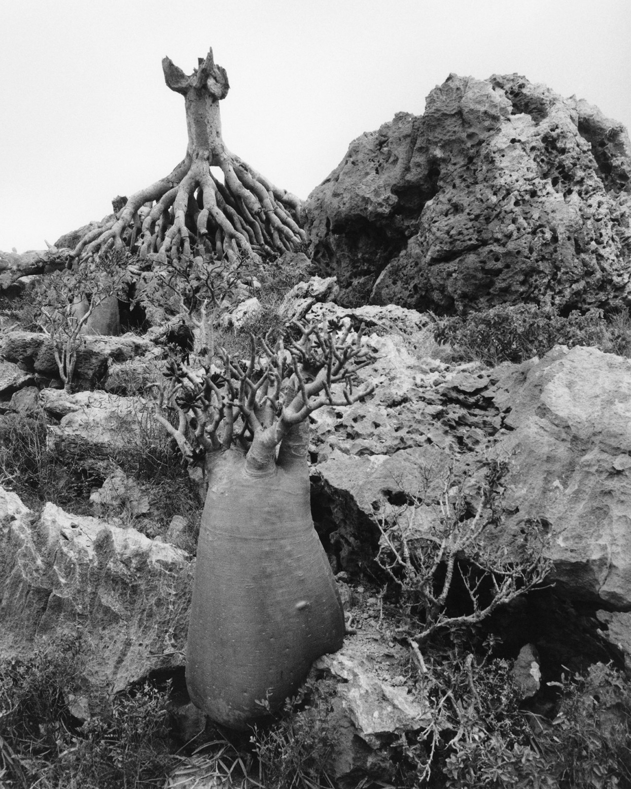 Desert rose trees in Socotra Yemen by Jamie Hawkesworth