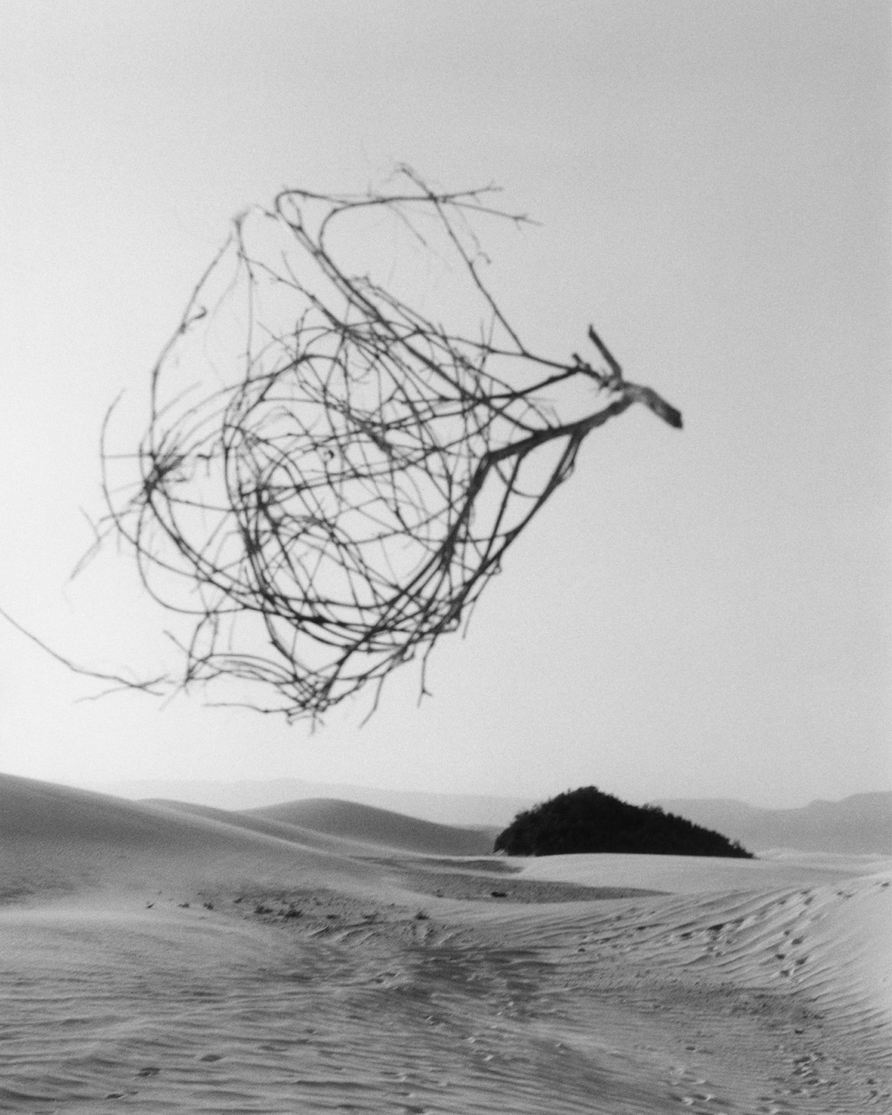 A branch caught in the wind in Socotra Yemen by Jamie Hawkesworth