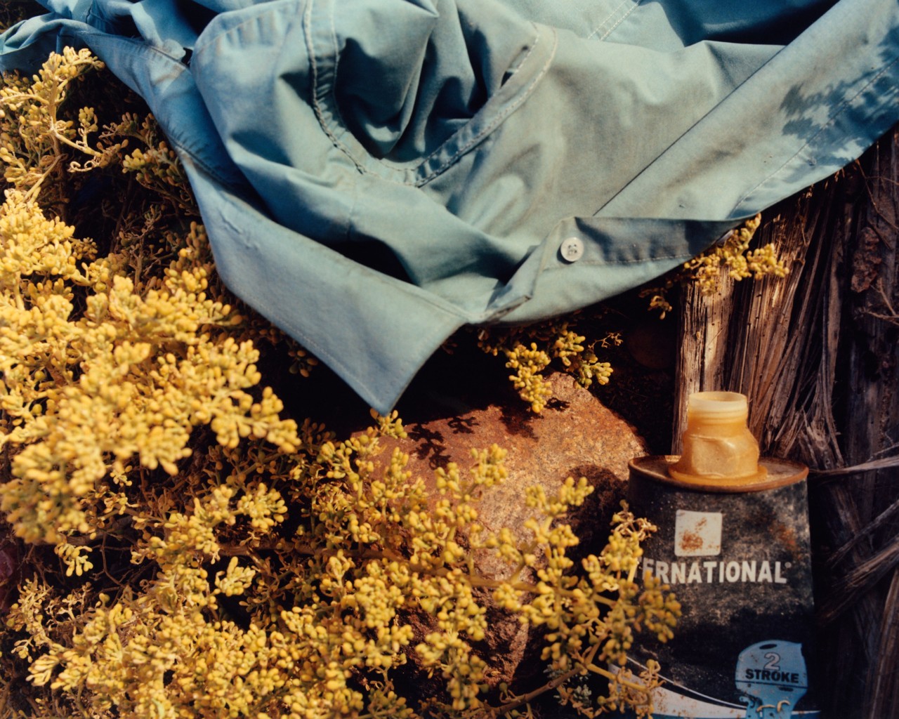 Detail of a blue shirt draped over a plant in Socotra Yemen by Jamie Hawkesworth