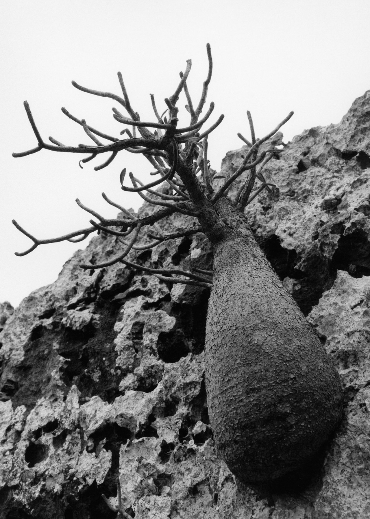 Desert rose tree in Socotra Yemen by Jamie Hawkesworth