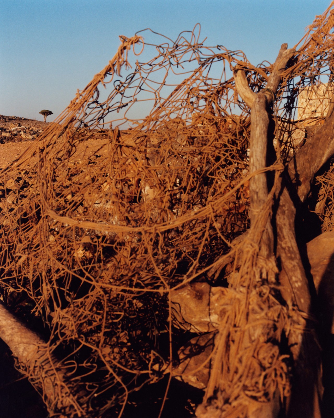 Netting caught in branches in Socotra Yemen by Jamie Hawkesworth