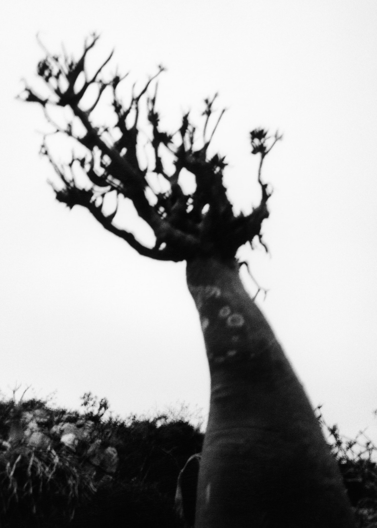 Desert rose tree in Socotra Yemen by Jamie Hawkesworth