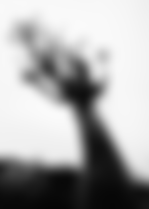Desert rose tree in Socotra Yemen by Jamie Hawkesworth