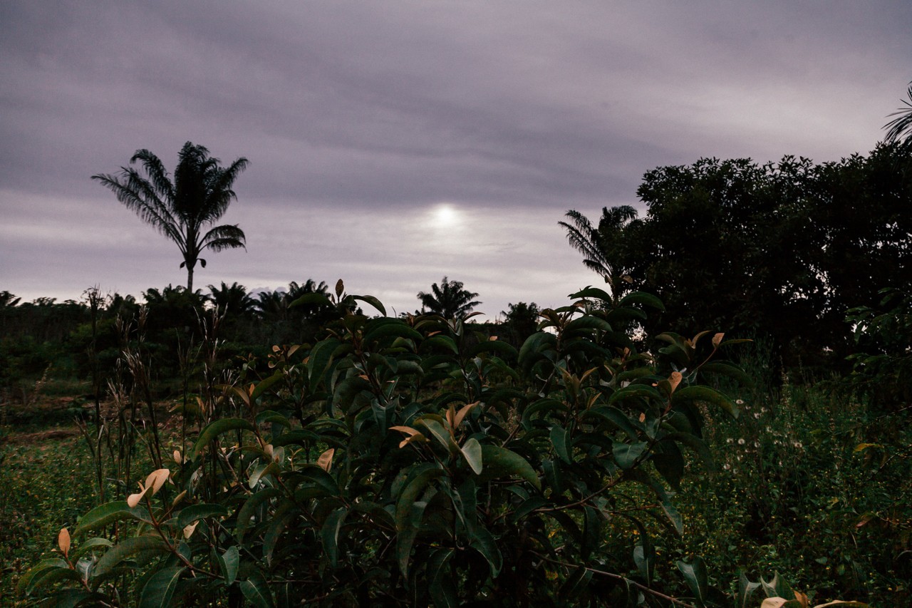 Amazon rainforest by Liliana Merizalde