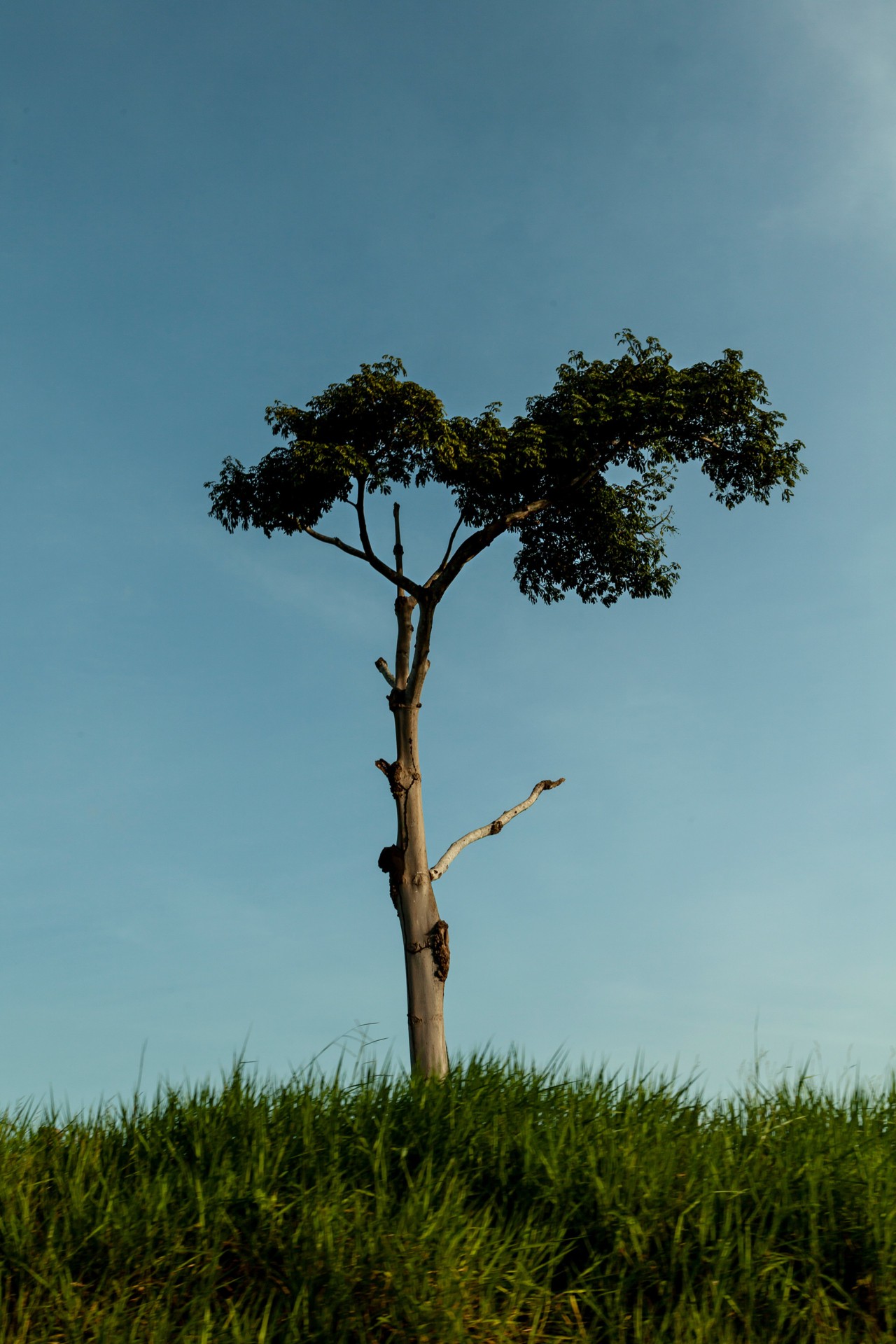 Tree in Amazon rainforest by Liliana Merizalde