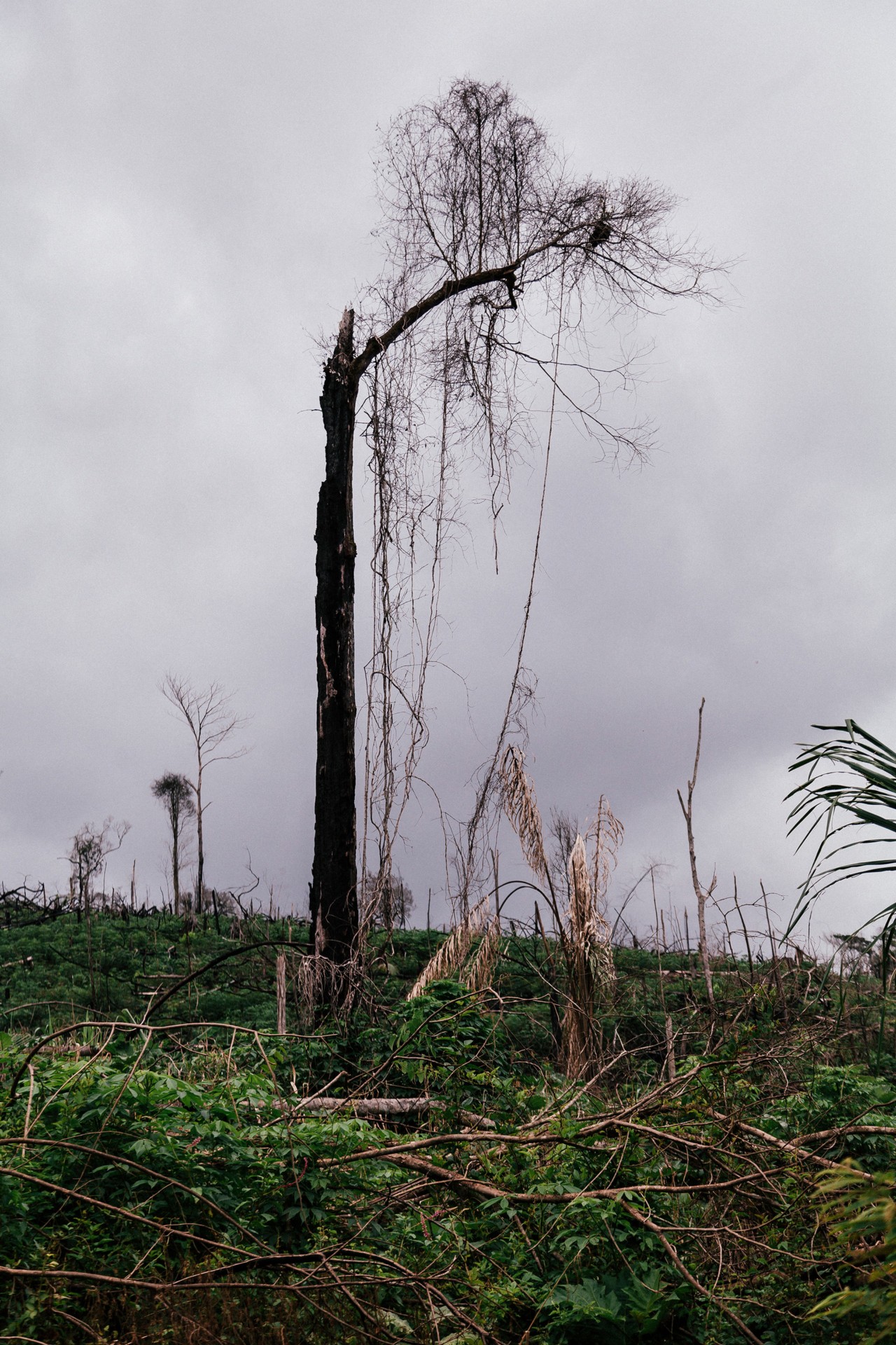 Amazon deforestation by Liliana Merizalde