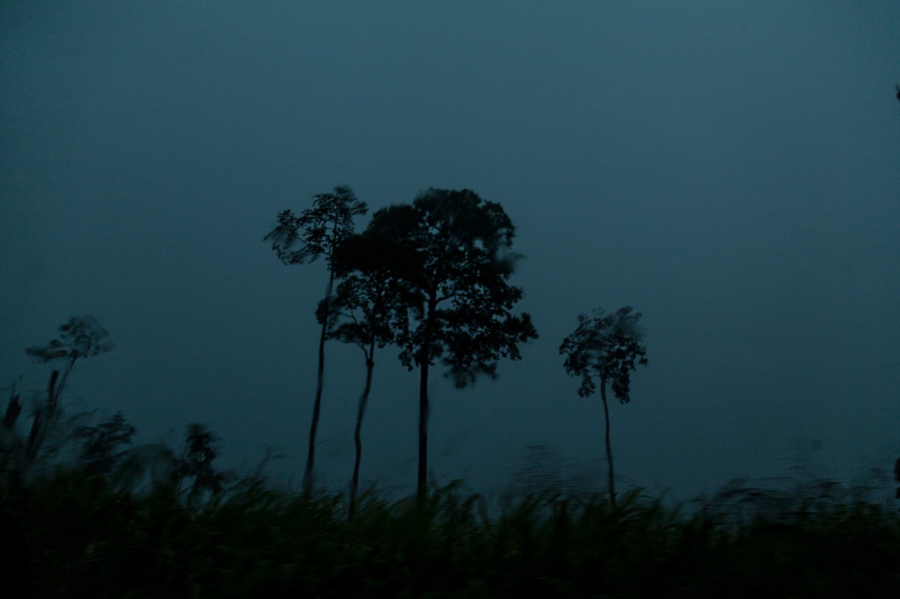 Amazon at night by Liliana Merizalde
