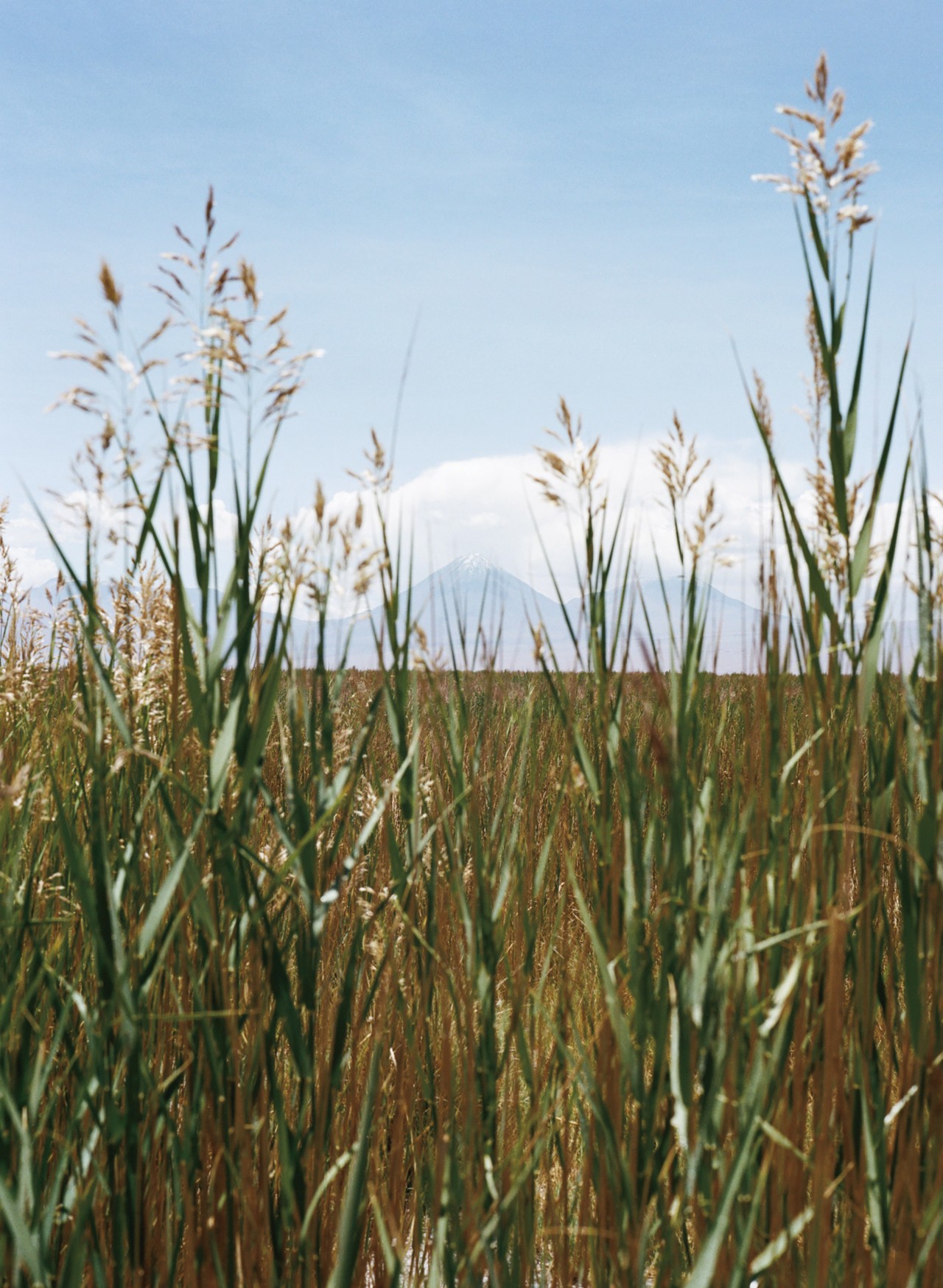 Atacama Desert grass by Jess Gough