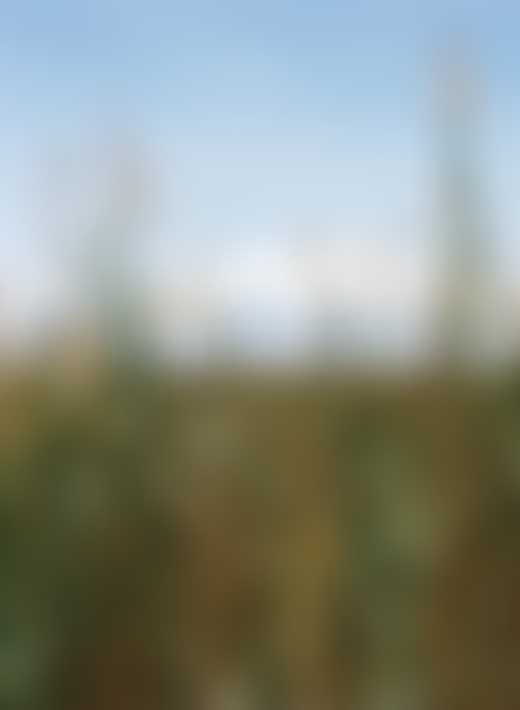 Atacama Desert grass by Jess Gough