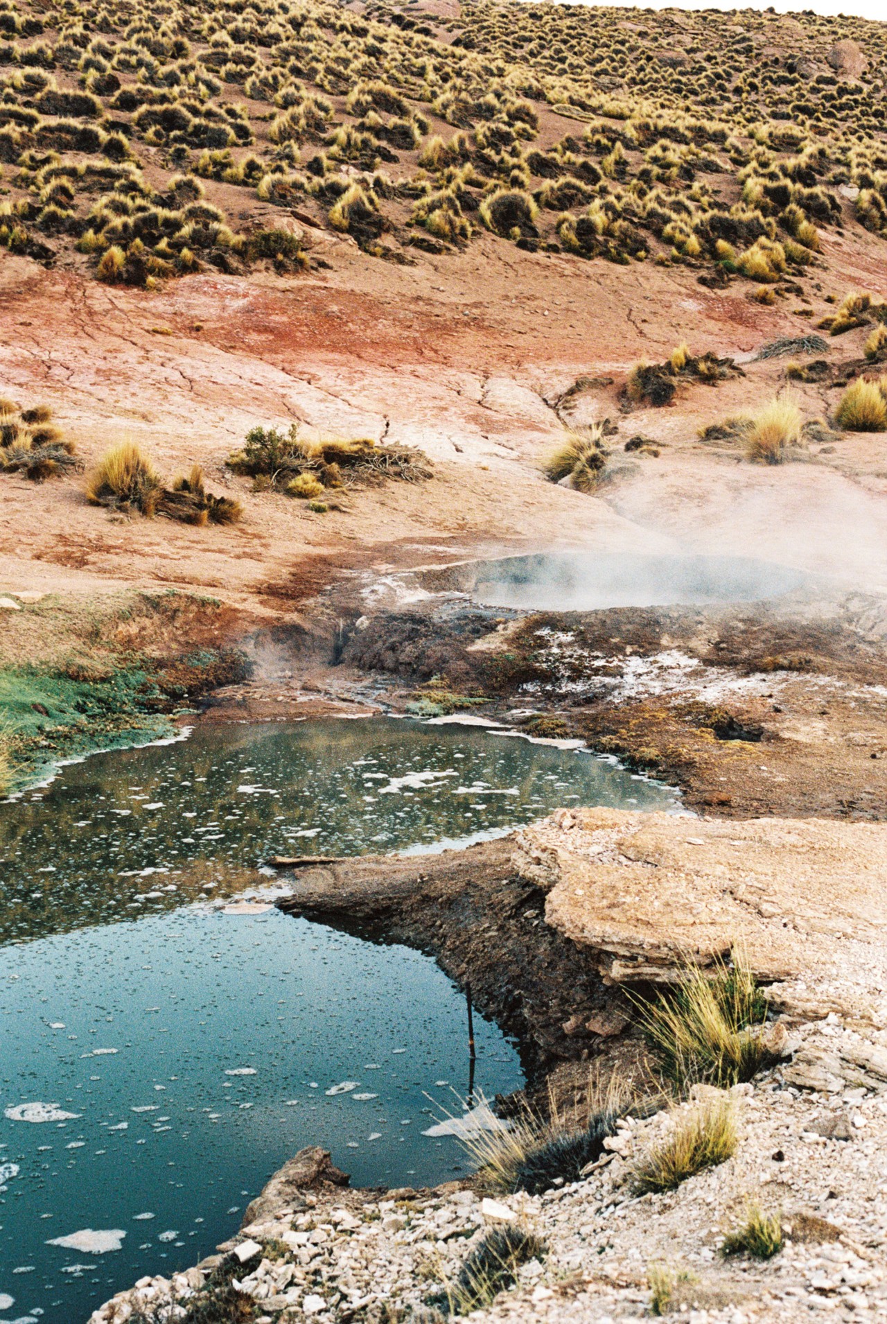 A spring in the Atacama desert.