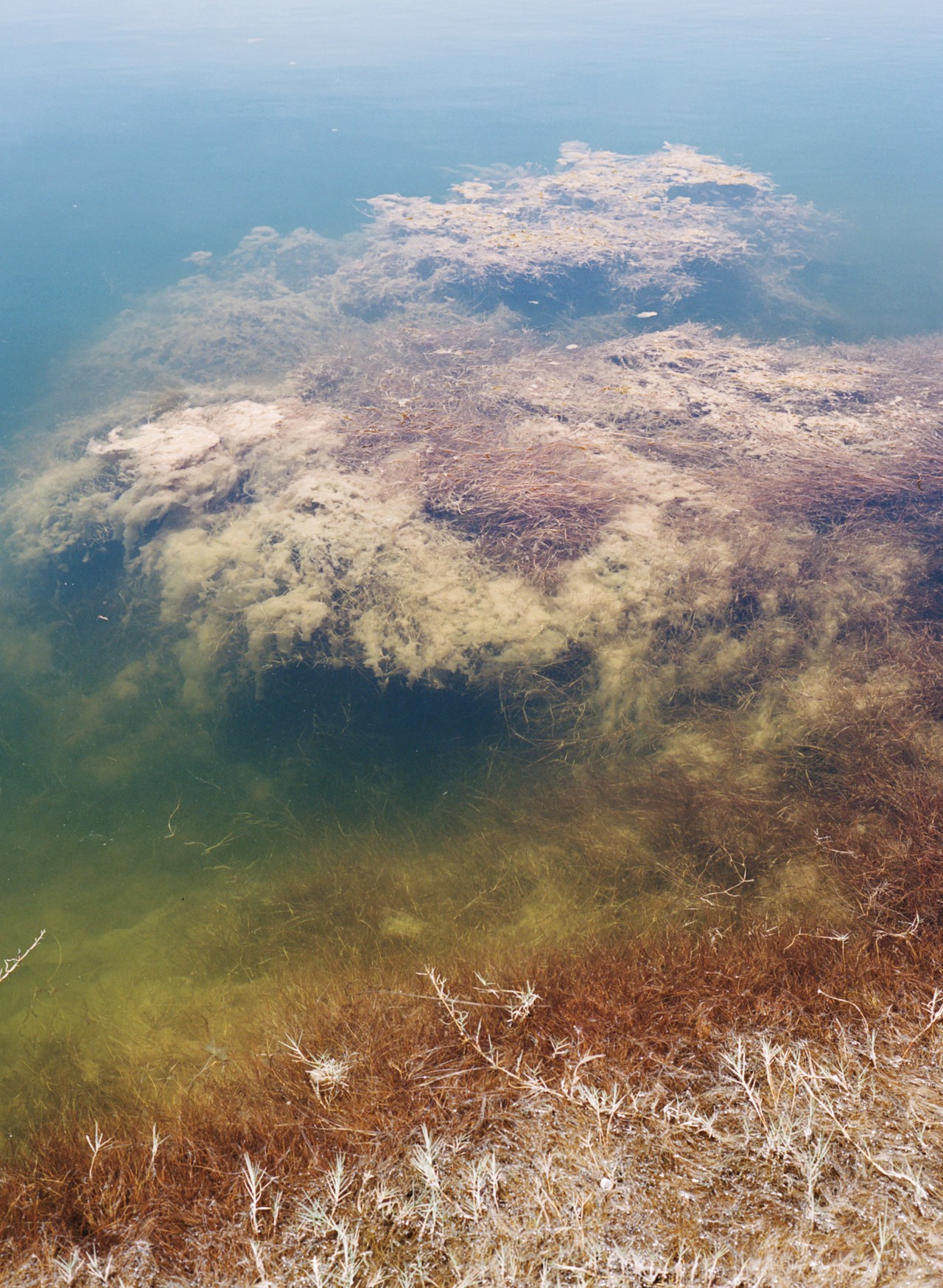 Atacama Desert water by Jess Gough