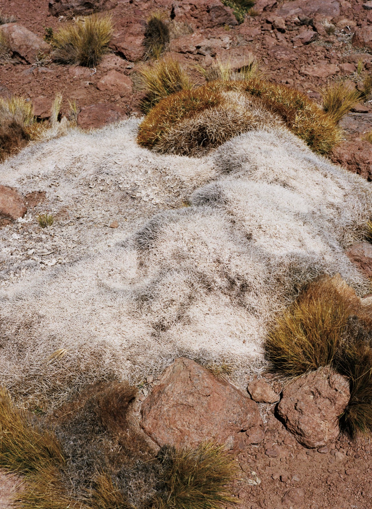 Atacama Desert by Jess Gough