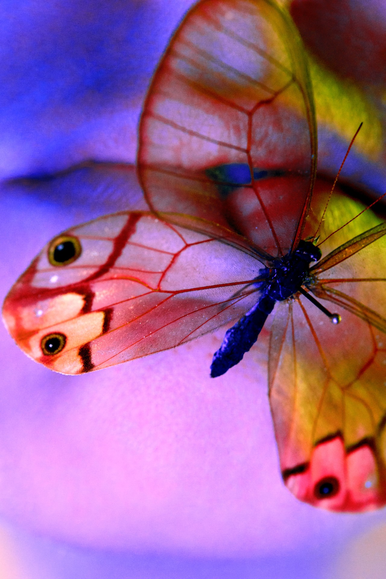 neon fluorescent butterfly