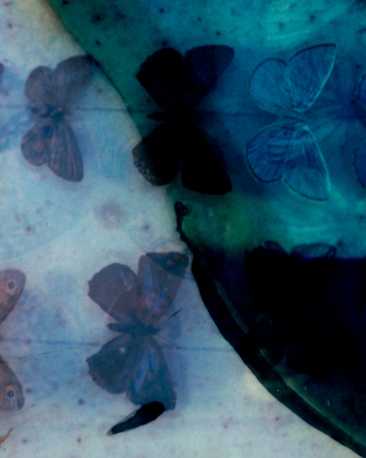 Butterfly wing by Gareth McConnell