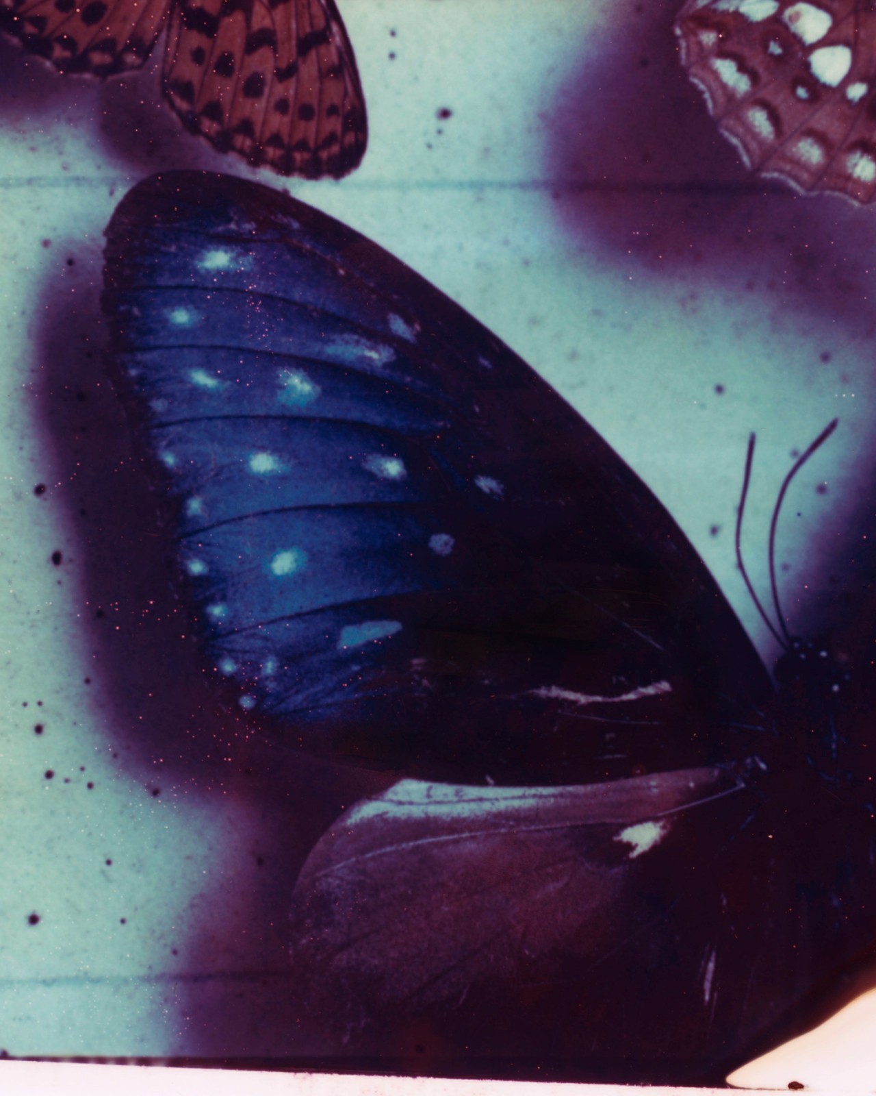 Butterfly wing by Gareth McConnell