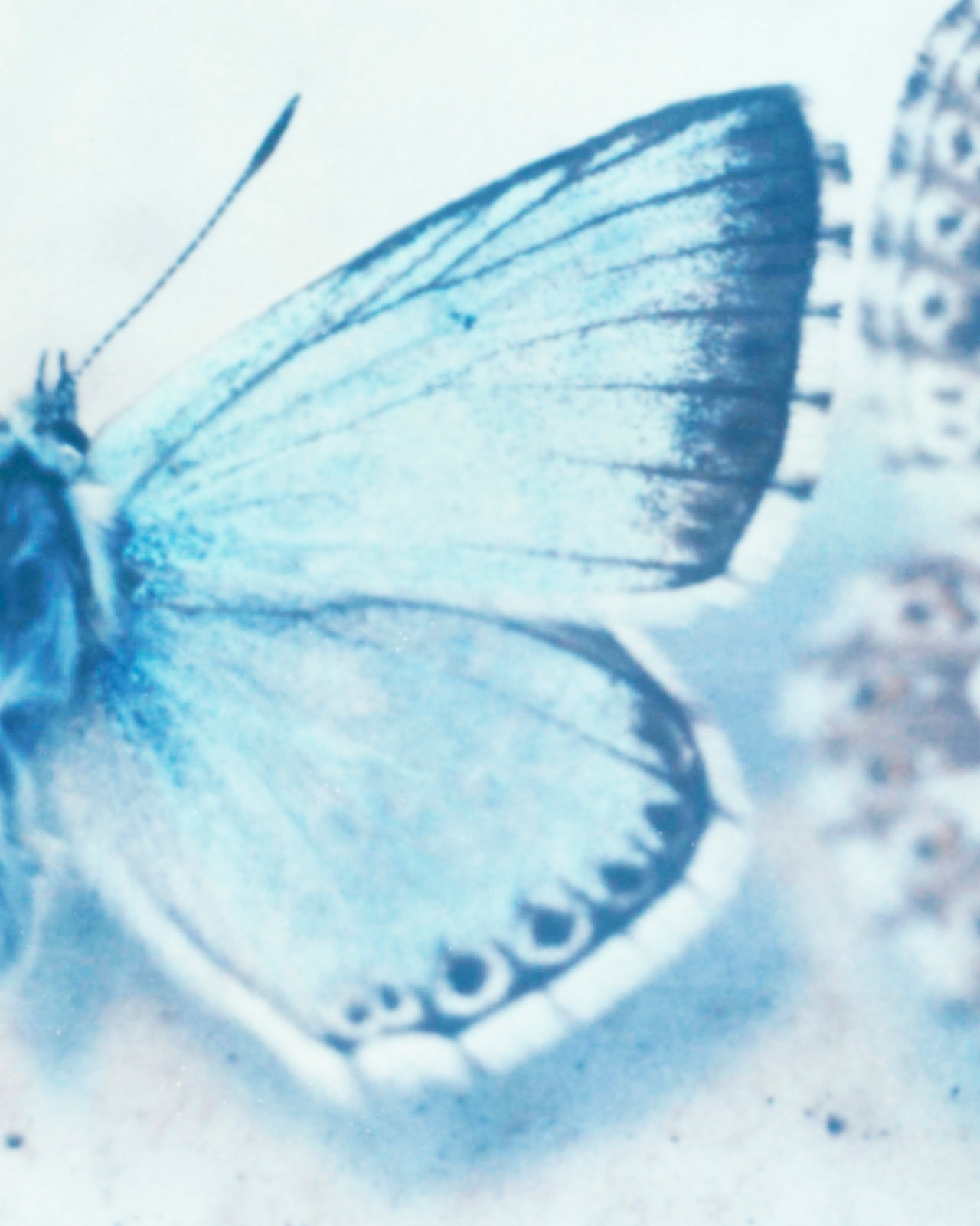 Butterfly wing by Gareth McConnell